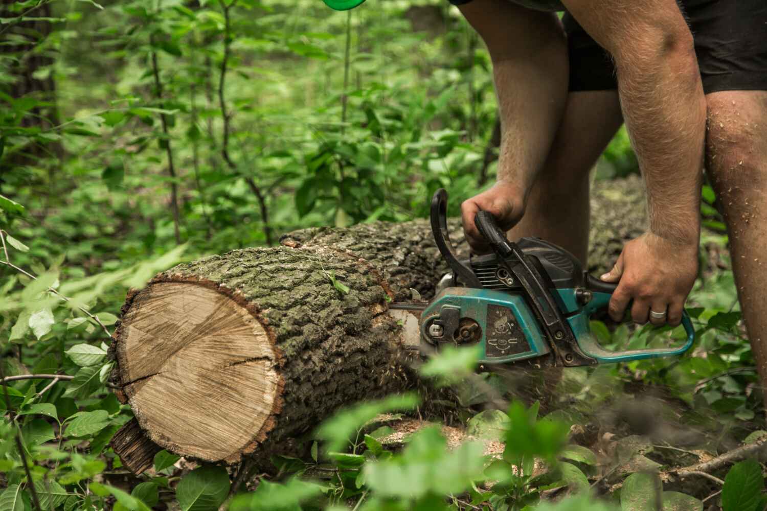 Best Tree Stump Removal  in Fordyce, AR